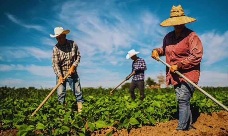 workers at work in a farm in canada